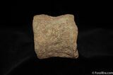 Set Of Hadrosaur Edmontosaurus Tail Vertebrae #443-1